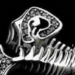 _bone_